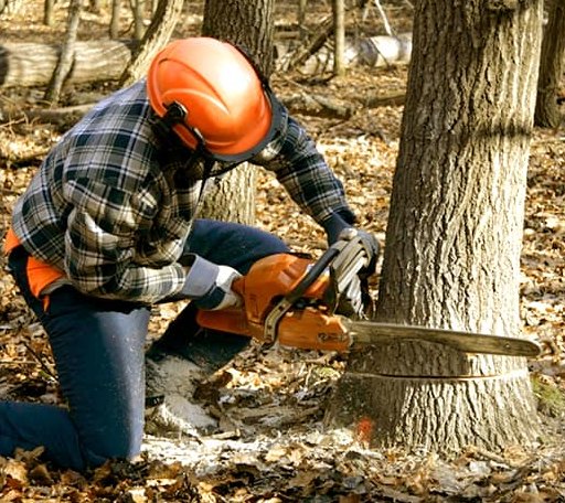 Tree Removal in Moraga, CA